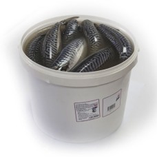 Скумбрия без головы в масле 5л/4кг  (Fish Product Premium) (ri41002)